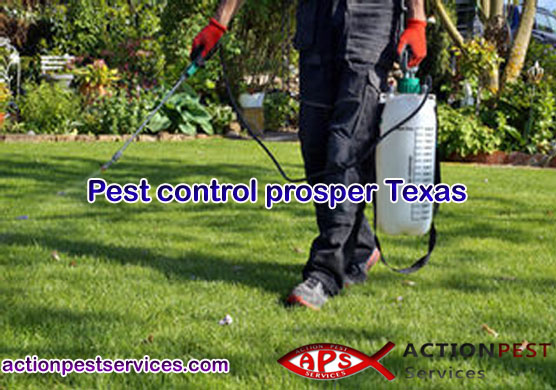 How to hire a pest control expert?