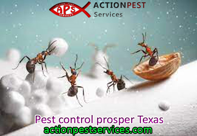 5 Benefits Of Hiring Professionals For Pest Control Prosper Texas