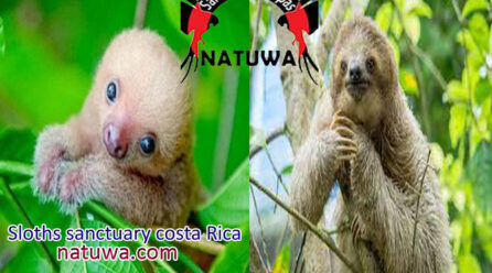 Rewarding Reasons To Join Volunteer Program For Sloths Costa Rica