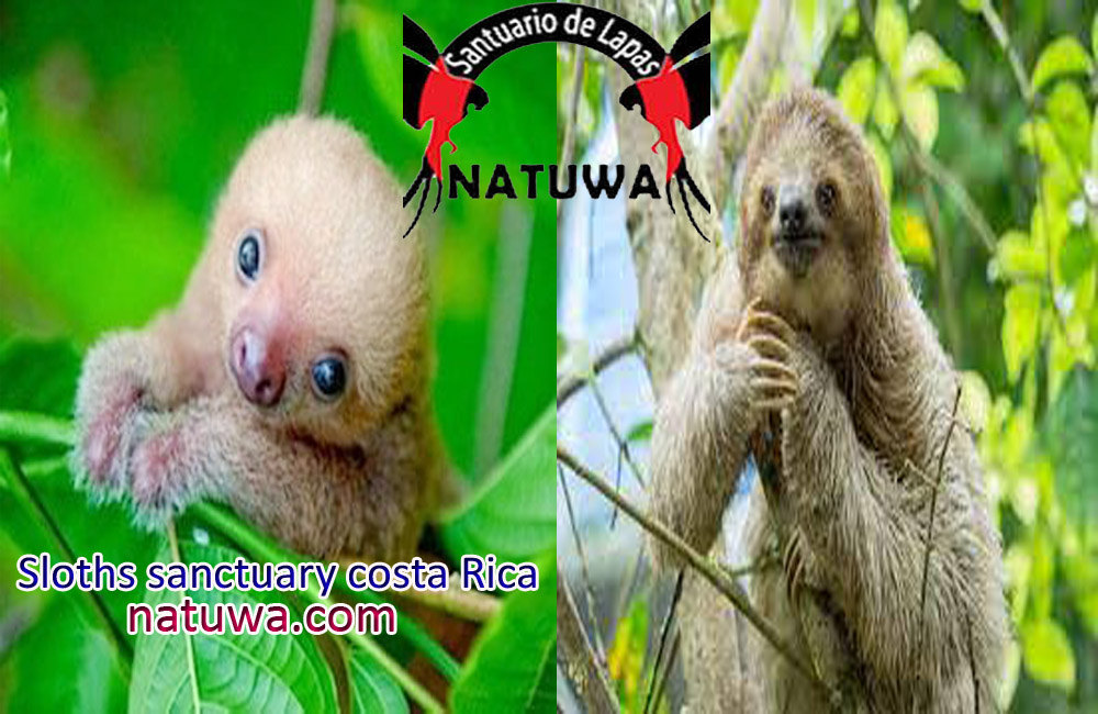 Rewarding Reasons To Join Volunteer Program For Sloths Costa Rica