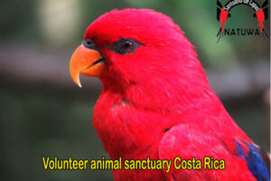 Why Should You Join A Wildlife Volunteer Program In Costa Rica
