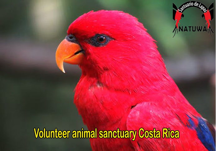 Why Should You Join A Wildlife Volunteer Program In Costa Rica