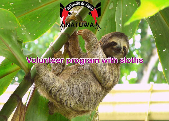 Join Volunteer Program With Sloths In Costa Rica For A Satisfying Holiday