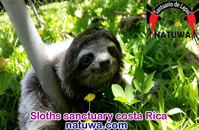 Safeguard Endangered Sloths With Volunteer Program For Sloths Costa Rica