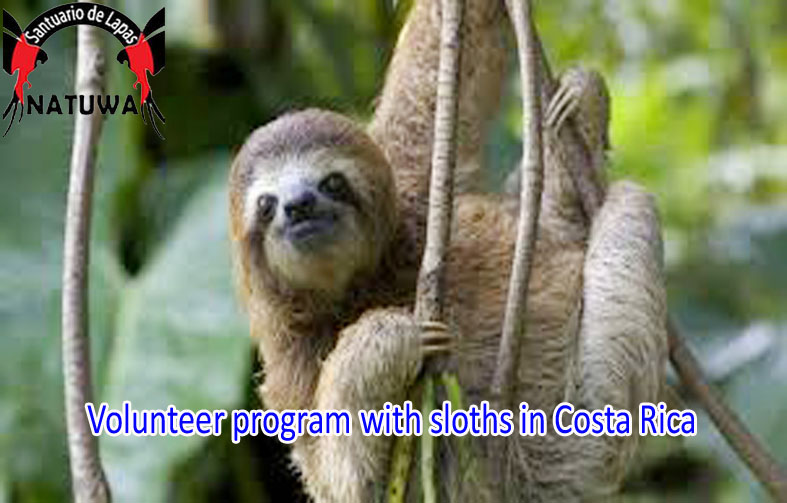 Exploring Wildlife Volunteer Opportunities In Costa Rica