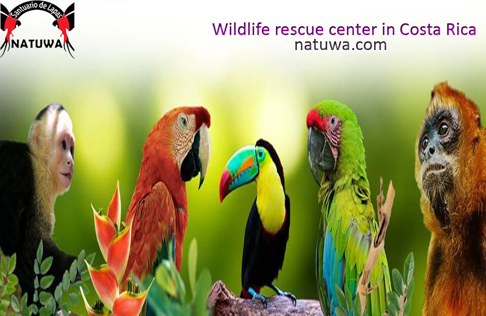 How helpful is the wildlife rescue center?