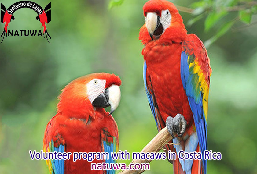 Have you ever experienced the wildlife volunteering program?