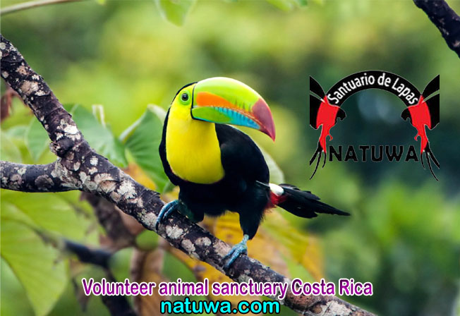 Are you thinking about volunteering at an animal sanctuary?