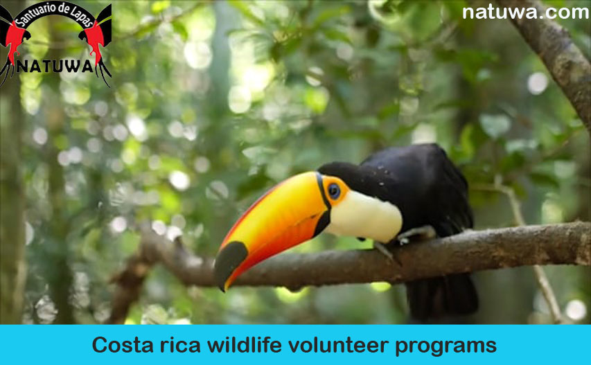 Why should you volunteer with wildlife conservation programs?