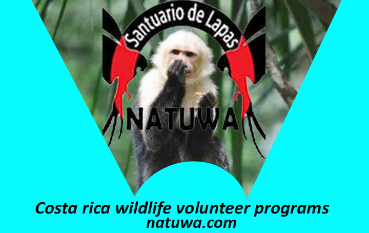 Costa Rica Wildlife Volunteer Programs For Preserving Endangered Species
