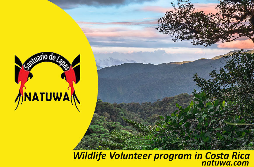 Enrol For Wildlife Volunteer Program In Costa Rica To Chip In Ecosystem Conservation