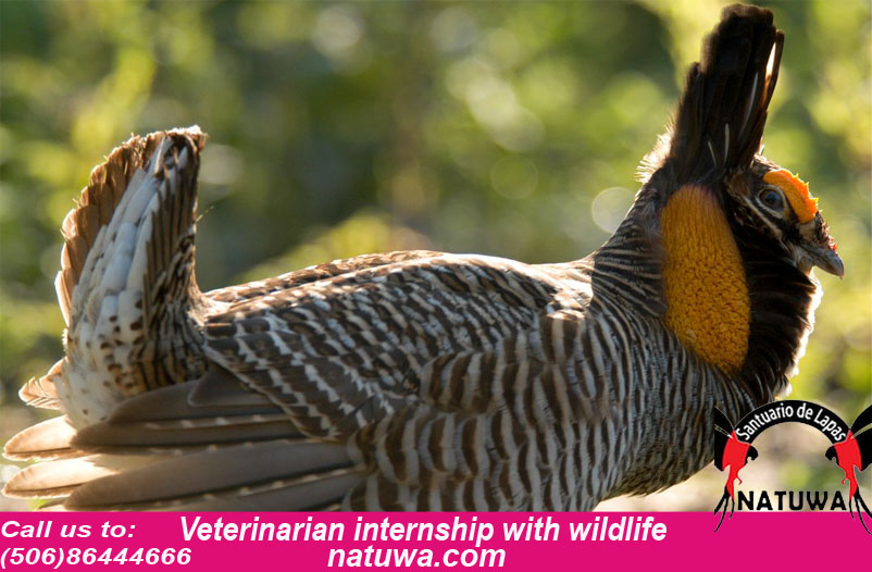 What are the necessary things you find in veterinarian internship programs?