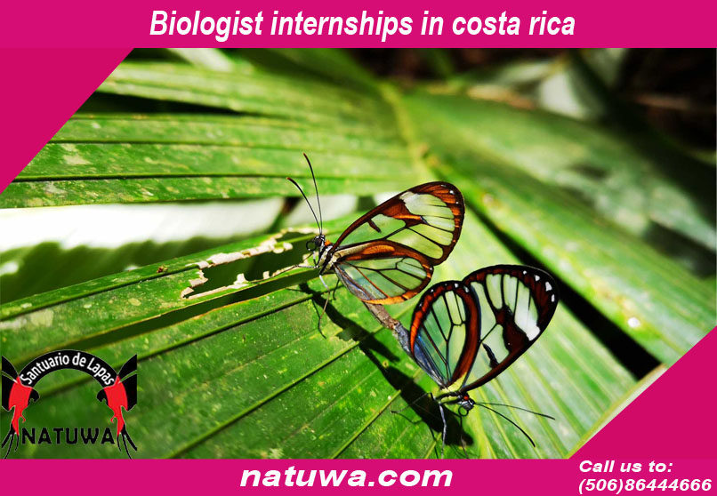 Gain Valuable Understanding & Expertise On Wildlife By Enrolling Yourself In Biologist Internships In Costa Rica