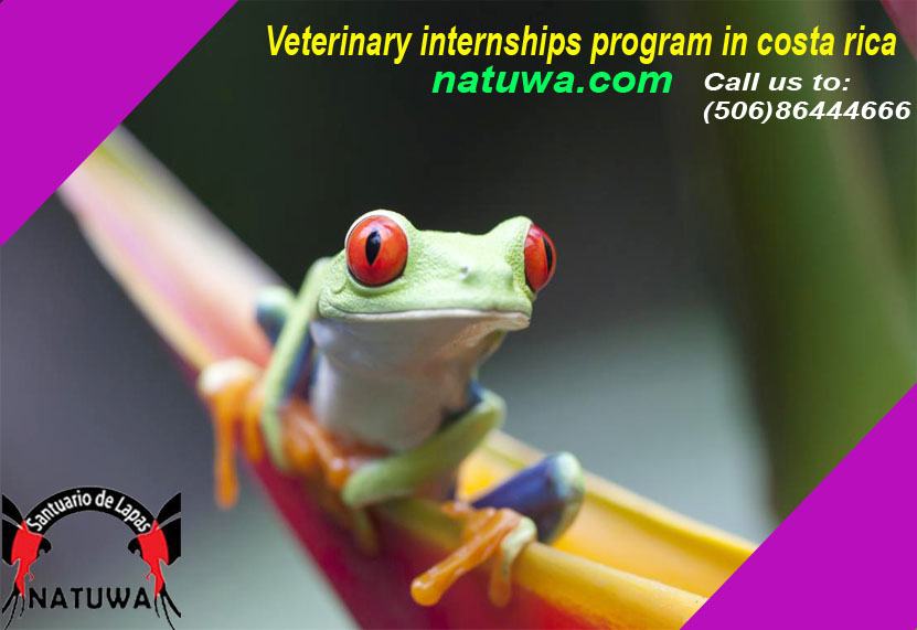 Gain Exposure To Animal Treatments & Care With Veterinary Internships Program In Costa Rica