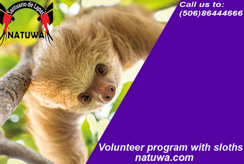 Join Volunteer Program With Sloths In Costa Rica At A Sanctuary