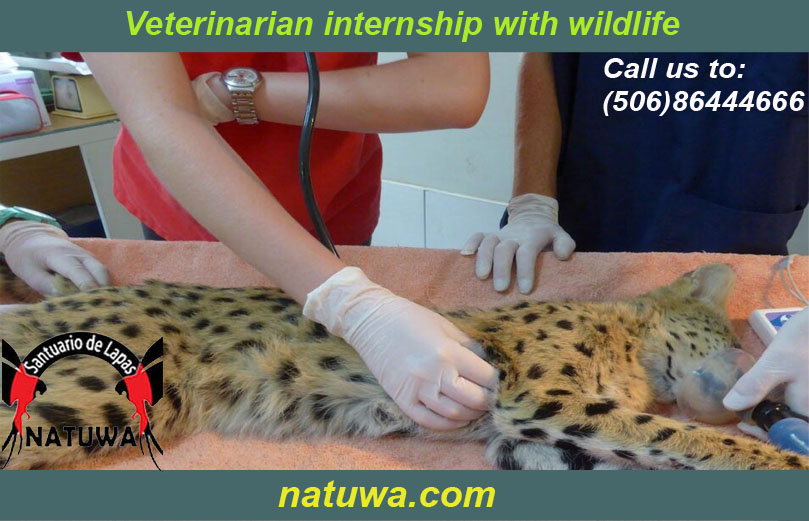 Veterinarian Internship With Wildlife Sanctuary Costa Rica