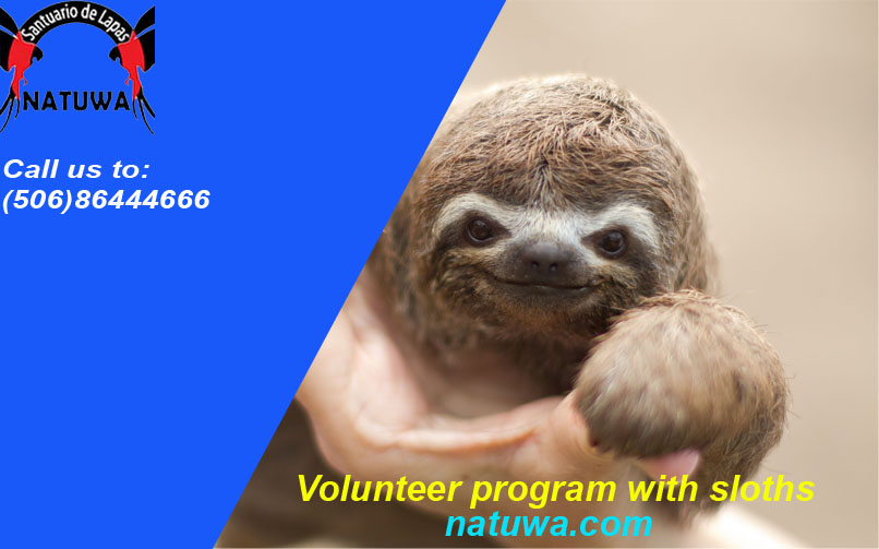 Volunteer Program with Sloths At Wildlife Rescue Center In Costa Rica