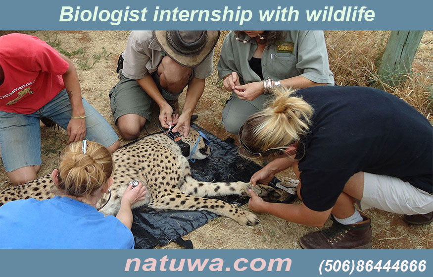 Everything You Need To Know About Biologist Internship with Wildlife in Costa Rica