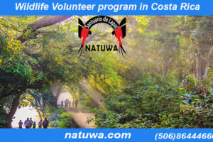 Discover Nature with a Wildlife Volunteer Program In Costa Rica