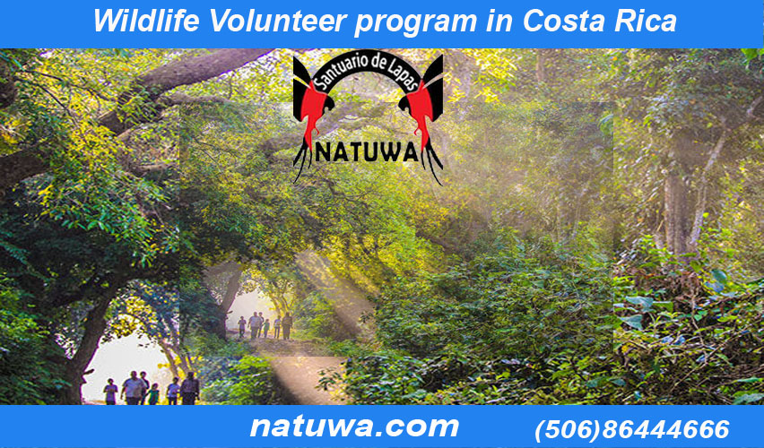 Discover Nature with a Wildlife Volunteer Program In Costa Rica