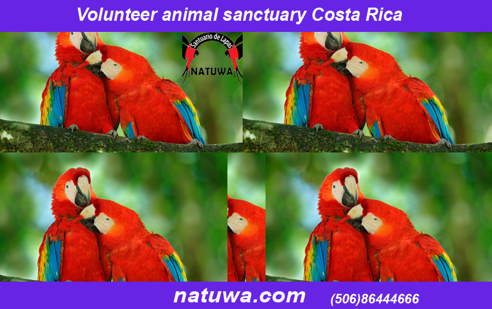 Relish the Unforgettable Experience Of Volunteer Program With Tapirs In Costa Rica