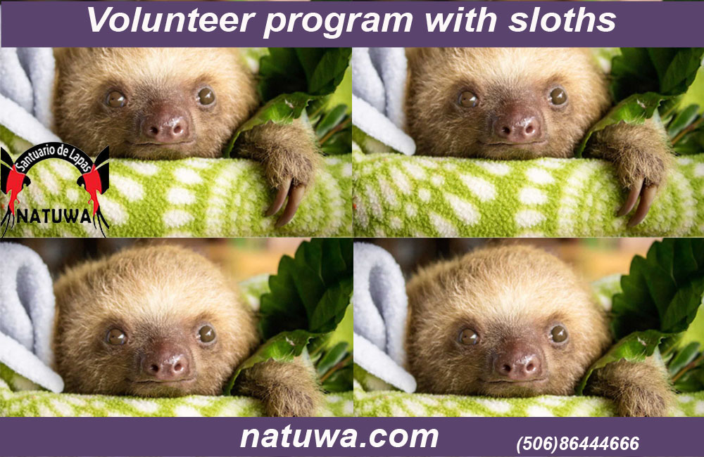 Volunteer Program with Sloths: Unique Experience You Won’t Want To Miss In Costa Rica