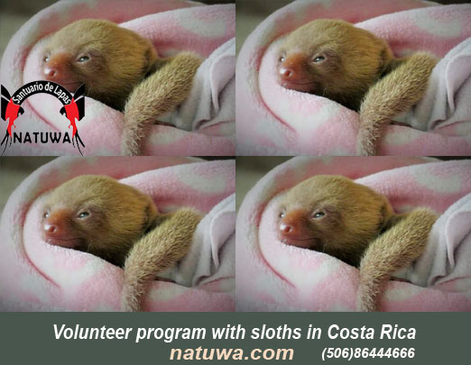 Volunteer Program with Sloths In Costa Rica – A Unique & Unforgettable Experience!