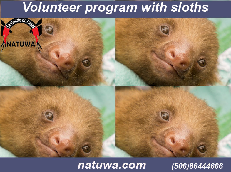 Costa Rica Volunteer Program with Sloths: Things You Should Know Before Enrolling