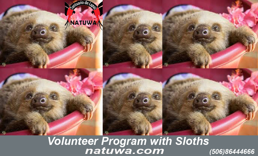 The Best Volunteer Program for Sloths in Costa Rica!