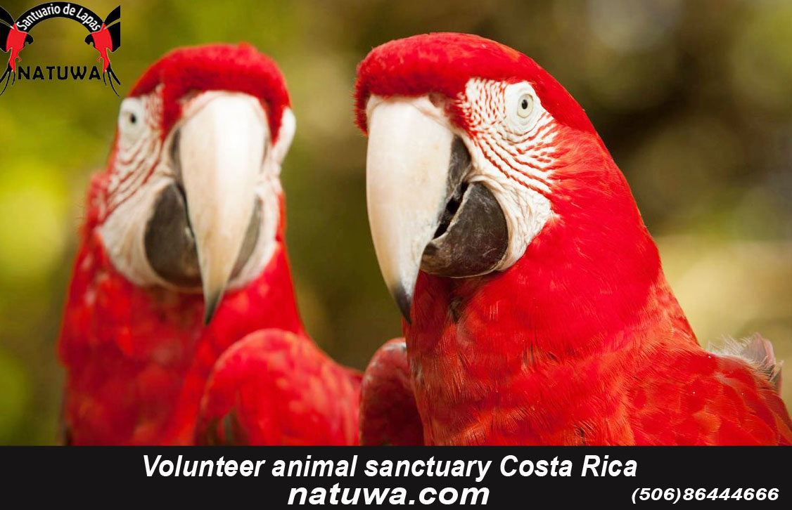 Many Benefits of Joining a Volunteer Program for Wildlife Sanctuary Costa Rica