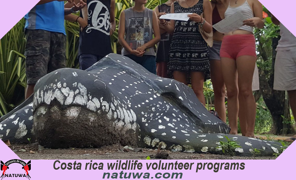 Volunteer Program with Macaws In Costa Rica – An Adventurous Experience Awaits You