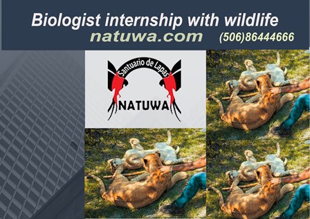Take the Plunge into Costa Rica’s Nature with Veterinarian Internship with Wildlife