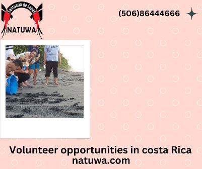 From Sloths to Sea Turtles: A Guide To The Best Costa Rica Wildlife Volunteer Programs