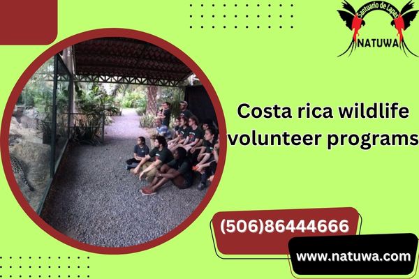 Saving Sloths: Join Costa Rica Wildlife Volunteer Programs & Make A Difference