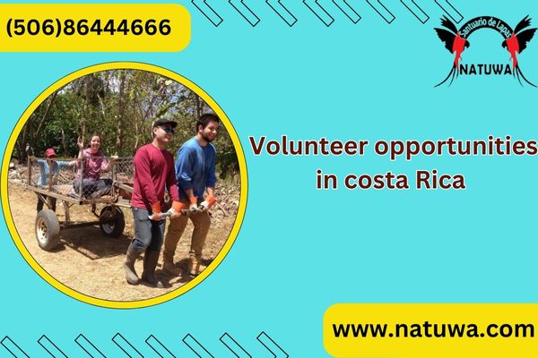 Top 5 Career Benefits Of Participating In A Wildlife Volunteer Program In Costa Rica