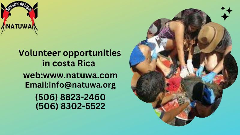 A Comprehensive Cost Breakdown For Budget-Friendly Wildlife Volunteer Opportunities In Costa Rica