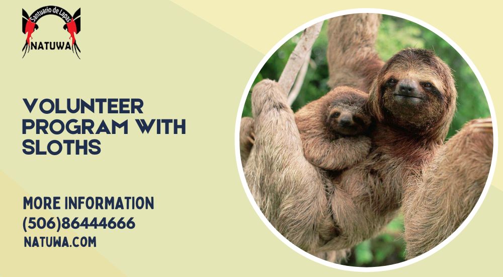 Experience Wildlife Conservation: Join a Volunteer Program with Sloths and Tapirs in Costa Rica