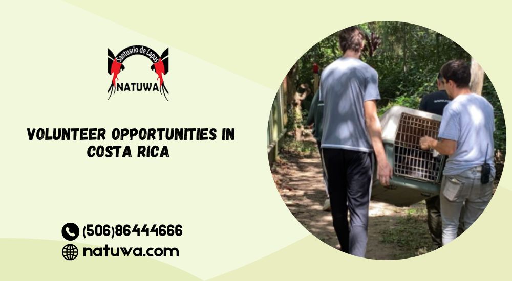 Help While You Travel: Top Volunteer Opportunities in Costa Rica