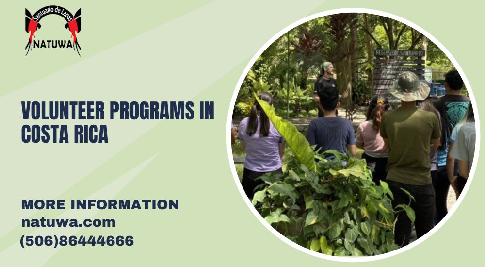 Give Back in Paradise: Your Guide to Volunteering in Costa Rica